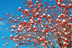 Mountain Ash Berries at Christmas