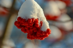 Berries for Waxwings