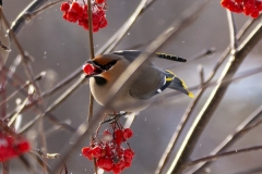 Feast for the Birds