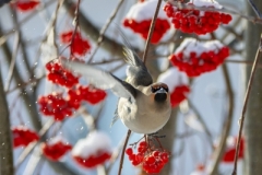 Bohemian Waxwings