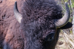Up Close and Personal