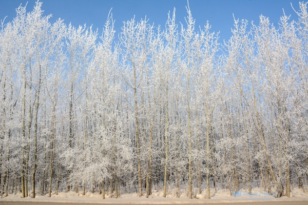 Frost-Covered Trees