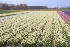 Field of Blossoms