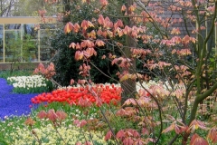 Early Spring Shrubs