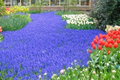 Lavender-Purple-Violet-Deep Blue