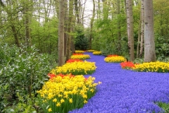 Lavender and Yellow Pathway