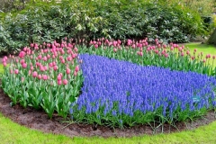 Wheel of flowers