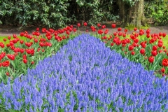 Lavender Pathway