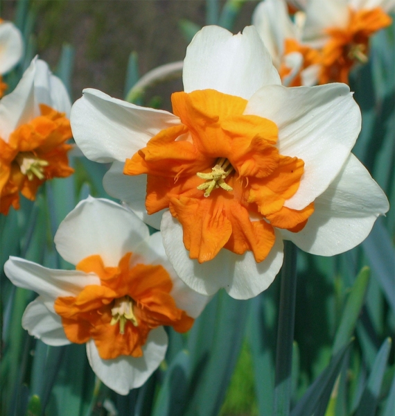 Flower Portrait