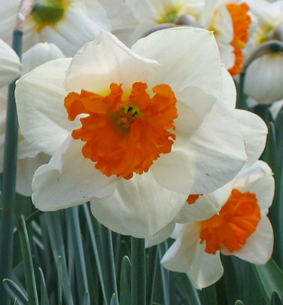 Flower Portrait