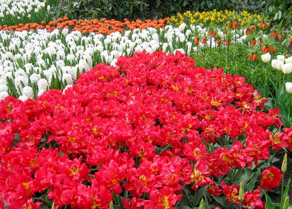 Red and White