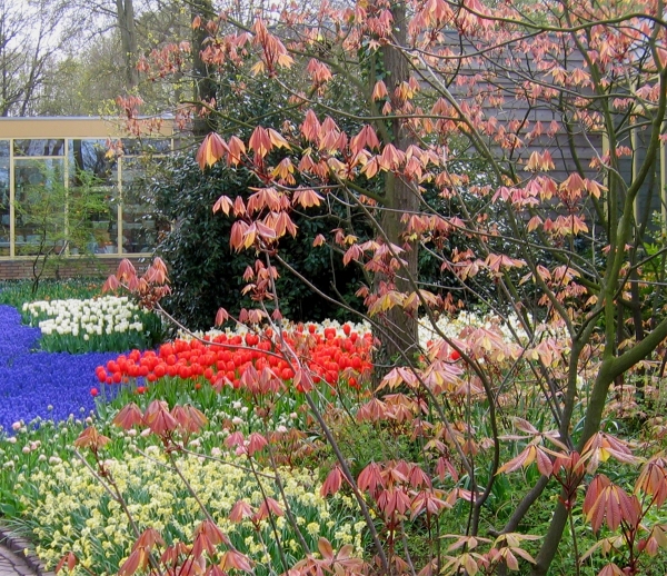 Early Spring Shrubs