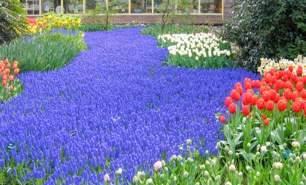 Lavender-Purple-Violet-Deep Blue