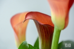 Flame - Calla Lily