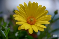 Golden Yellow Gerbera