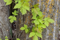 Spring Leaves