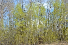 Spring Leaves
