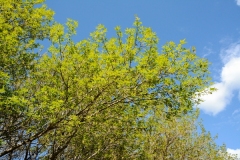 Spring Leaves