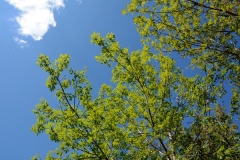 Spring Leaves