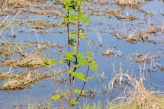 Spring Leaves