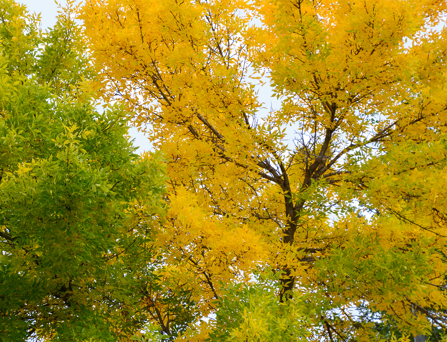 Autumn Photo by Eunice Sloan