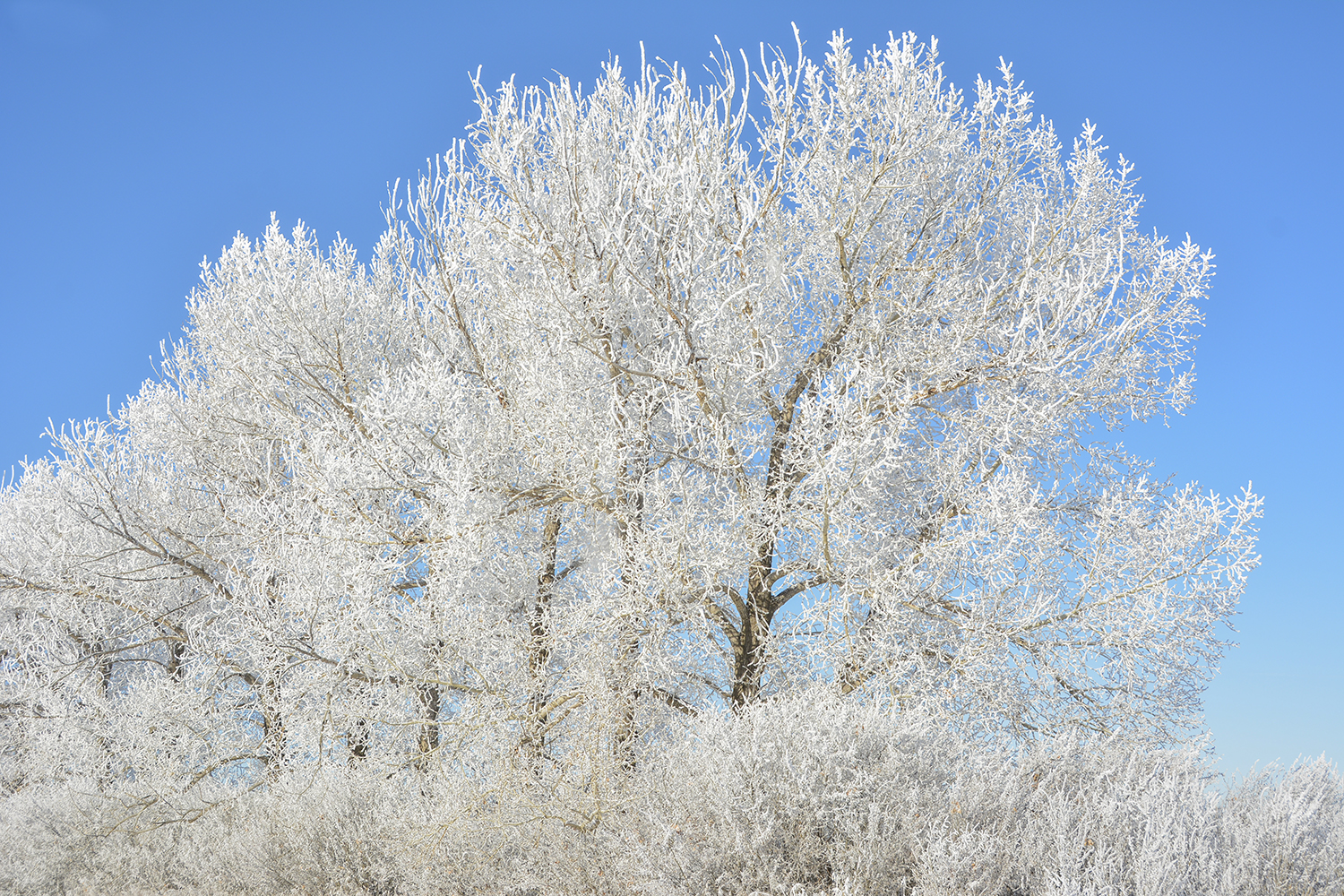 Winter Photo by Eunice Sloan