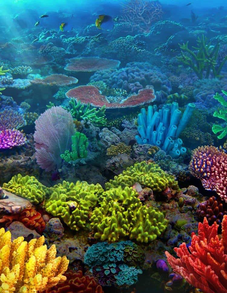 Great Barrier Reef Great Barrier Reef